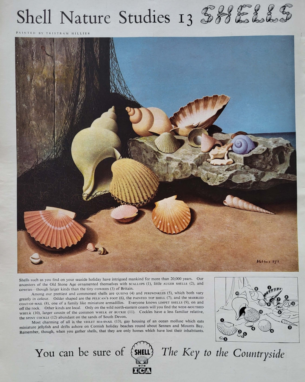 shells